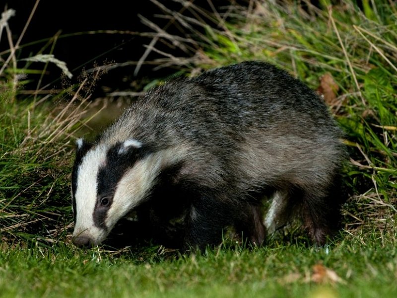New badger cull petition launched on government website